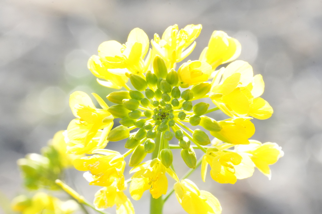 菜の花