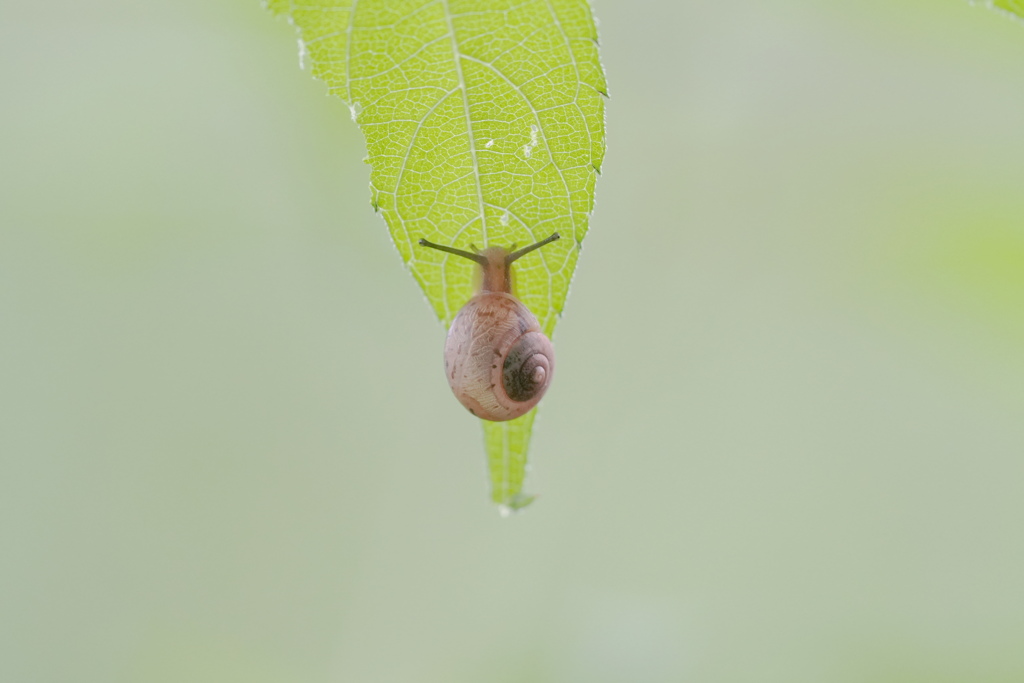 はっぱの先端におちつく蝸牛