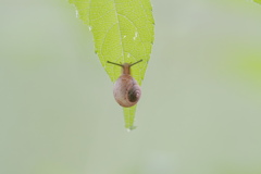 はっぱの先端におちつく蝸牛