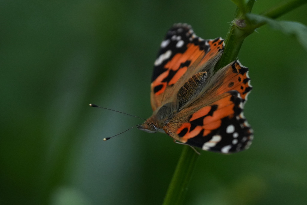 ヒョウモンチョウ