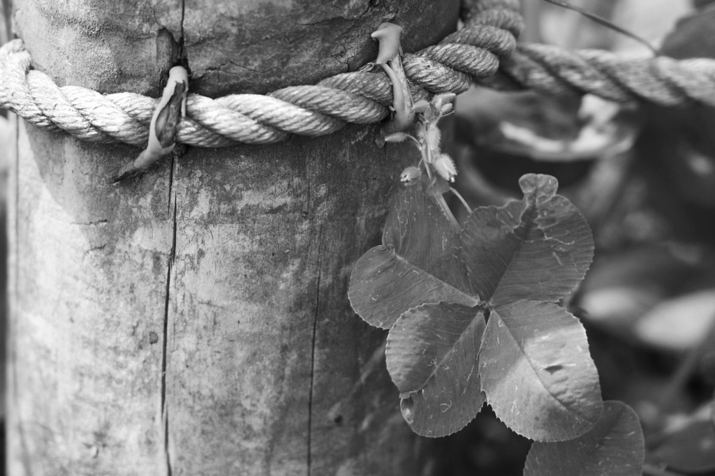 LUCKY CLOVER