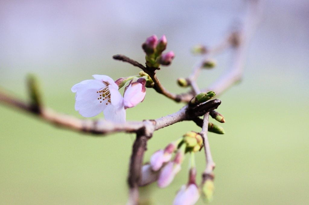 桜　習作３