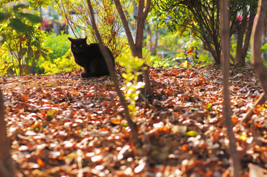 くろねこ