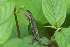 カナヘビ