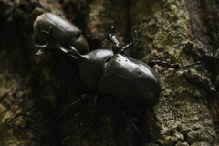 カブトムシ