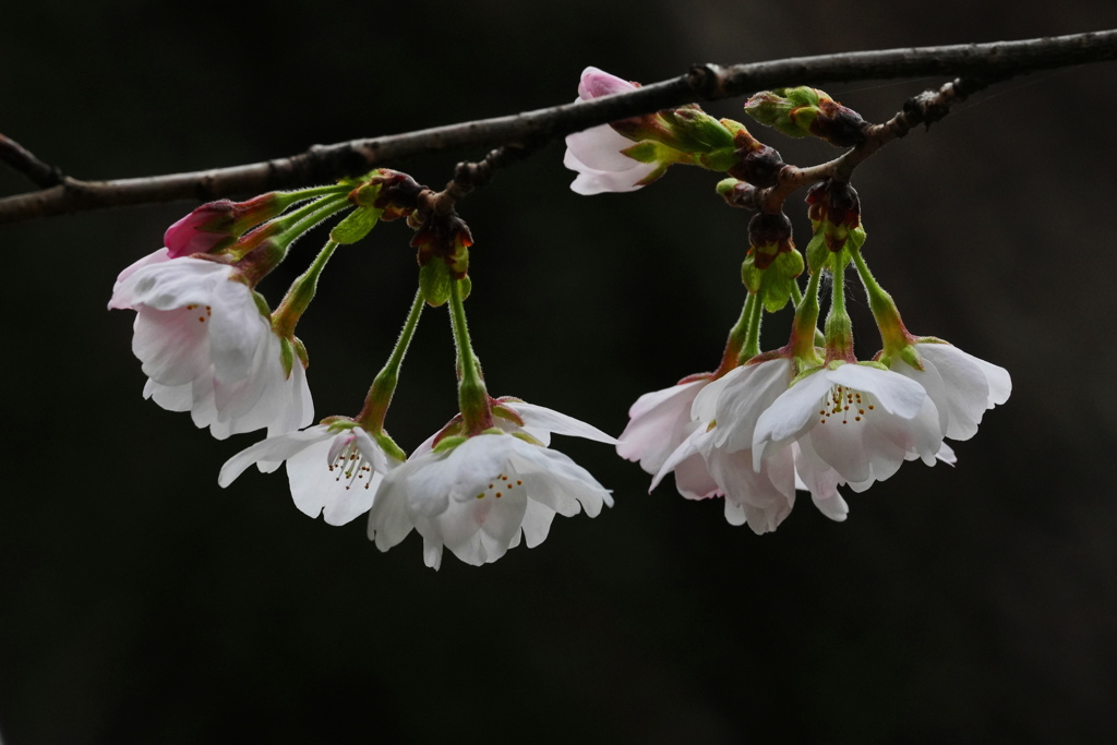 桜の開花_24032803