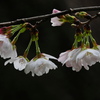 桜の開花_24032803