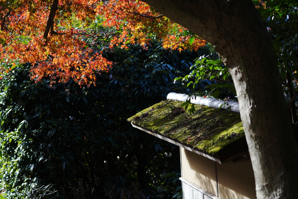 円覚寺　苔庇　紅葉