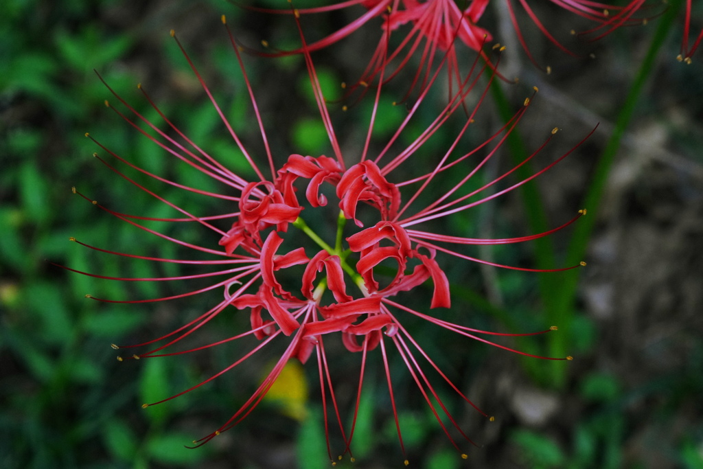 曼殊沙華