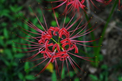 曼殊沙華