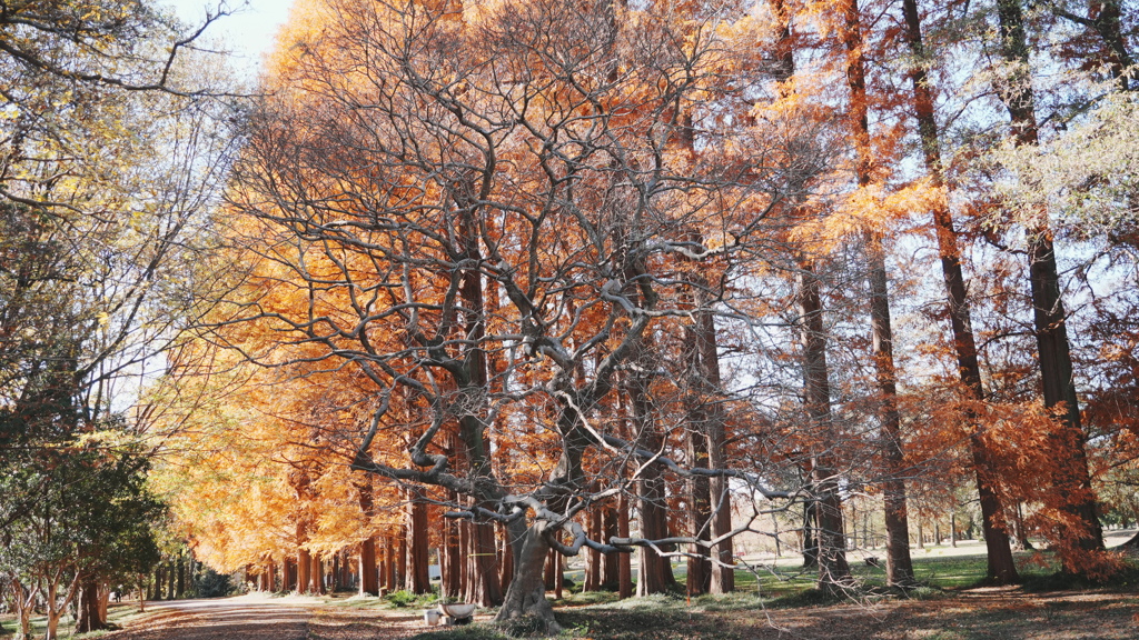 秋ヶ瀬公園　紅葉を背負う桜