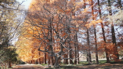 秋ヶ瀬公園　紅葉を背負う桜