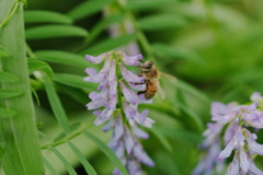 クサフジ　蜜蜂