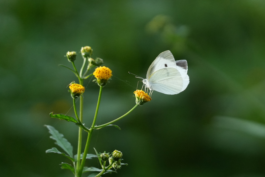 モンシロチョウ