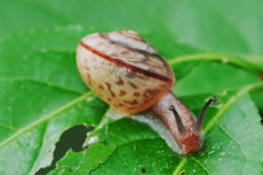 マイマイ