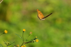 ヒョウモンチョウ