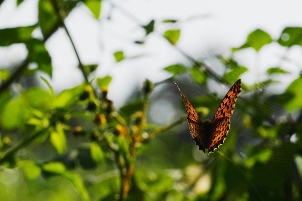 コウモリみたいなヒョウモンチョウ