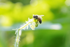 早朝は蜜の集めどき