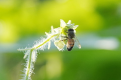 花にとまる蜜蜂