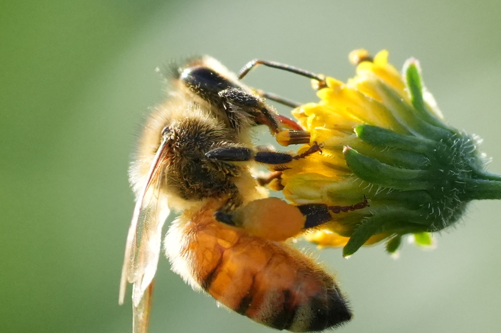 ミツバチ　栴檀草