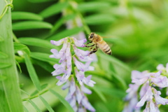 クサフジ　蜜蜂