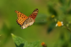 ヒョウモンチョウ（１）