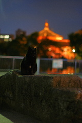 上野公園の黒猫（４）