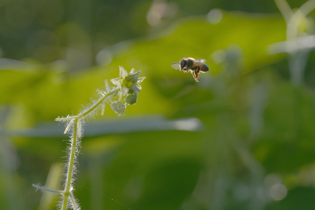 早朝のミツバチはまだ花粉だんごが無い