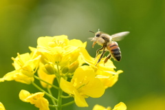 西洋蜜蜂