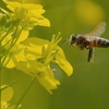 西洋蜜蜂