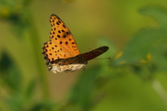 ヒョウモンチョウ（２）