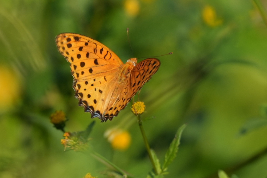 ヒョウモンチョウ（３）