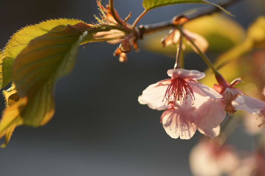 SAKURA