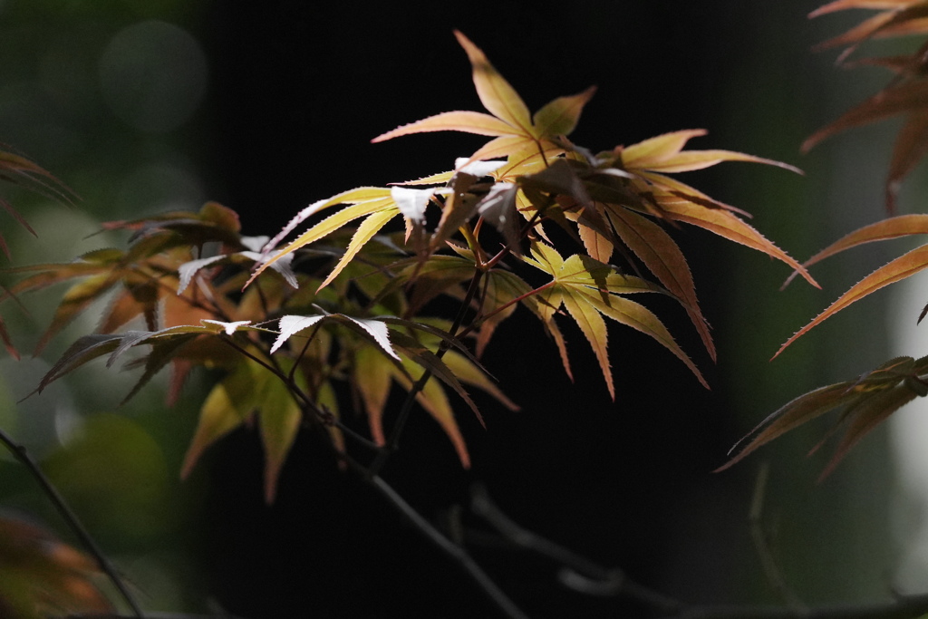 紅葉の春_青山熊野神社_浅黄