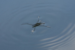 水馬