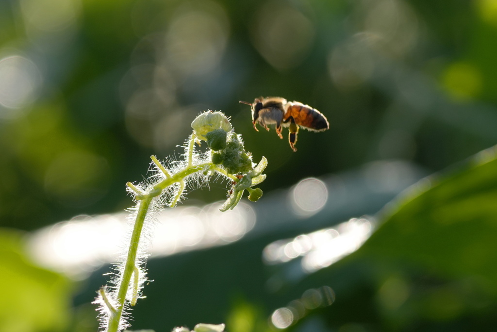 アレチウリと蜜蜂