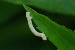 尺取虫
