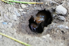 朝になってしまい羽化するか穴の中で逡巡するセミの幼虫（たぶんツクツクボウシ）