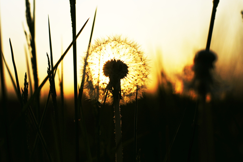 Dandelion