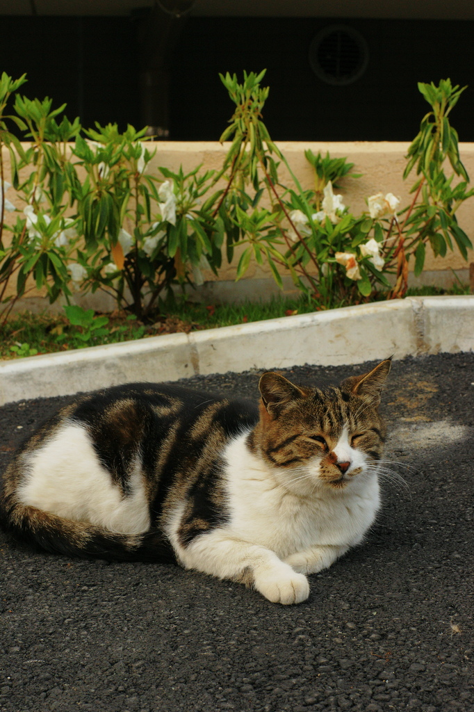 いいかお。