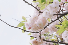 松月２