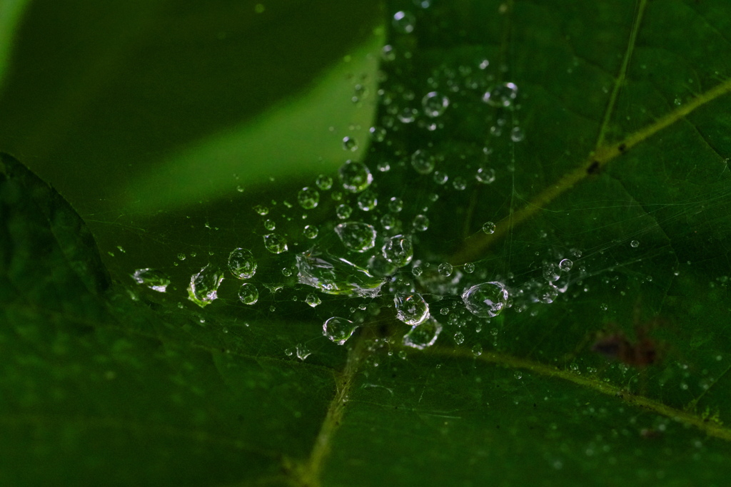 蜘蛛の糸と水滴