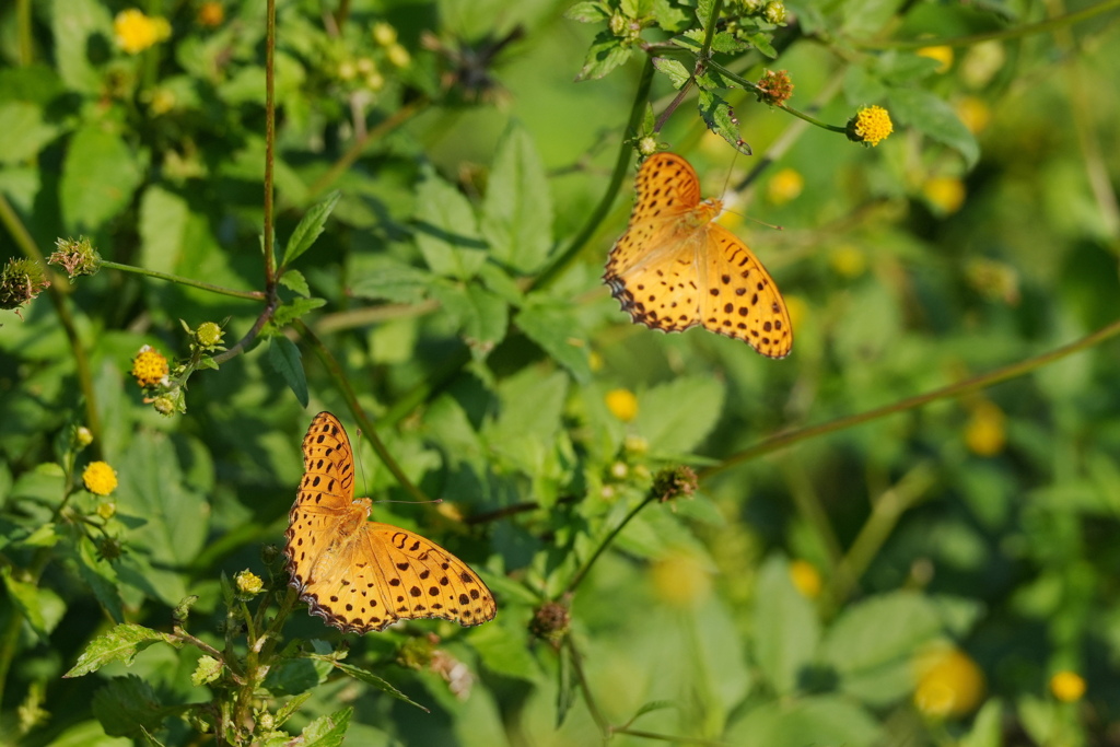 ヒョウモンチョウ＿タンデム（５）