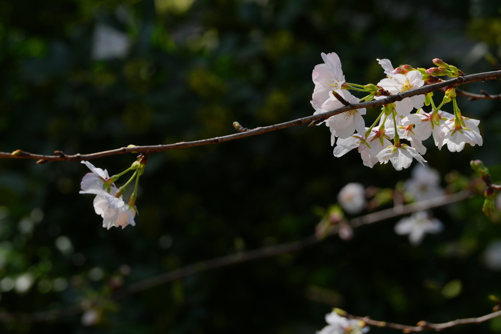 桜_青山熊野神社_24033004