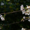 桜_青山熊野神社_24033004