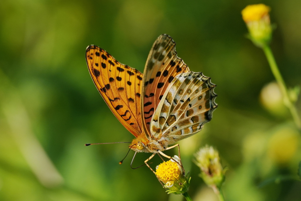 ヒョウモンチョウ