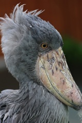 「動かない」鳥ハシビロコウ