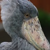 「動かない」鳥ハシビロコウ