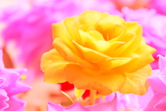 Yellow Rose