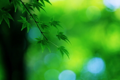 GreenGreenⅡ